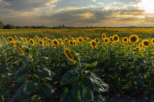Sunflowers blooming in a vast field under a beautiful sunset sky, creating a picturesque summer landscape