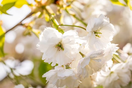 Close up view of delicate white cherry blossoms basking in the warm sunlight of spring, highlighting their beauty and fragility