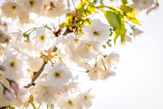 Blooming white cherry tree flowers radiate beauty on a sunny spring day, filling the air with delicate petals and fresh colors