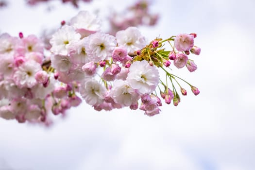 Pink and white cherry blossom flowers blooming on a tree branch against a cloudy sky, capturing the beauty of springtime
