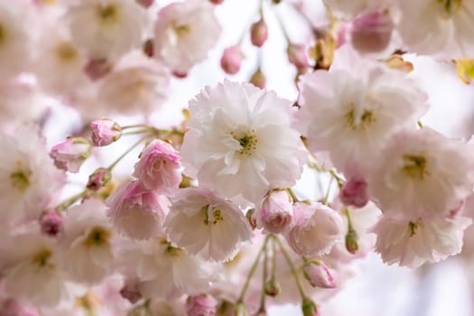 Delicate pink and white sakura flowers blooming on a tree branch, creating a beautiful springtime display