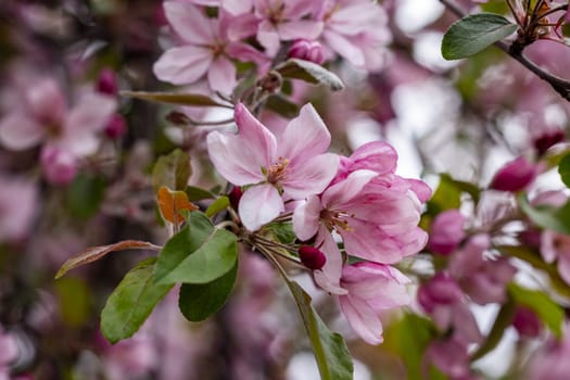 Pink flowers blooming on an apple tree branch in spring, showcasing the beauty of nature's renewal