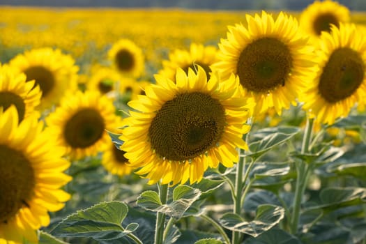 Sunflowers growing in a vast field on a sunny day, creating a picturesque agricultural landscape