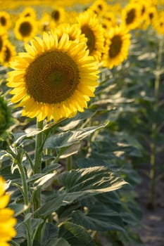 Bright yellow sunflower head blooming in a field of sunflowers, illuminated by warm sunlight