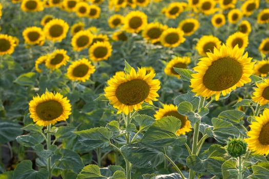 Beautiful sunflowers blooming in an agricultural field, creating a picturesque landscape under the warm summer sun