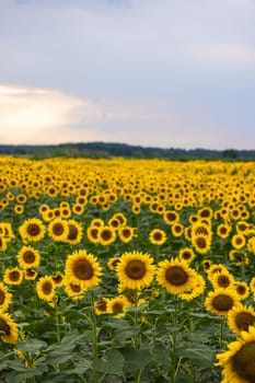 Beautiful sunflowers blooming in a vast field under a cloudy sky at sunset, creating a picturesque rural landscape