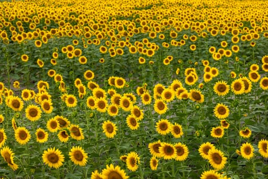 Beautiful sunflowers blooming in a field, creating a picturesque landscape of vibrant yellow against a backdrop of green