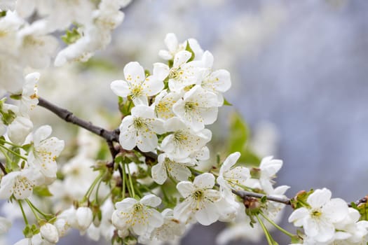 Close up of delicate white cherry blossoms blooming on a branch, capturing the essence of spring and renewal