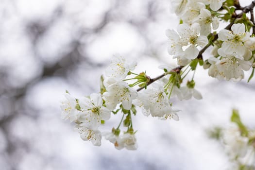 Cherry blossoms blooming vibrantly on a sunny spring day, embodying renewal and the exquisite beauty of nature's seasonal transformation