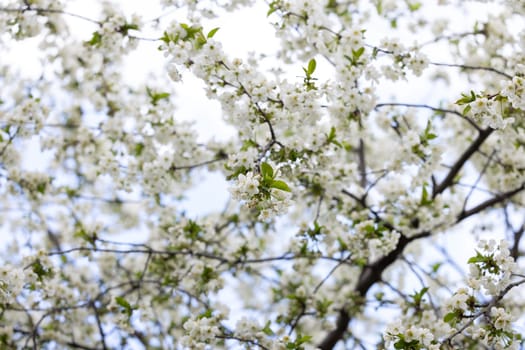 Beautiful white flowers blooming on the branches of a tree, creating a stunning display of nature's beauty during springtime