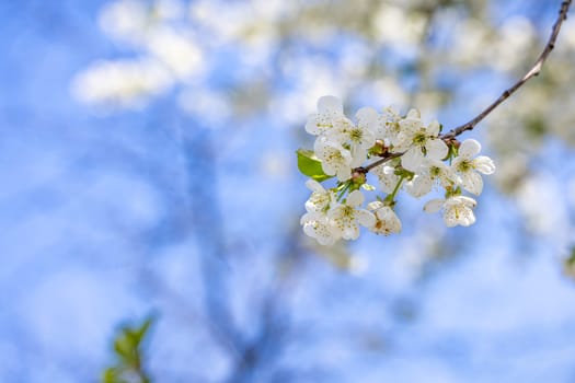 Cherry blossom is the flower of several trees of genus prunus, particularly the japanese cherry, prunus serrulata, which is called sakura after the japanese