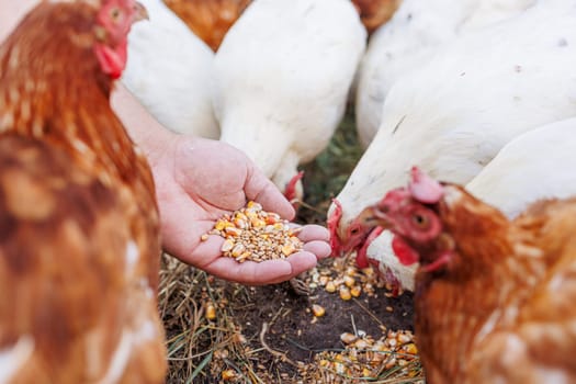 Farmer hand-feeding free-range chickens with organic grain on a rural farm,