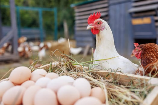 Fresh organic eggs in a wooden crate with free-range chickens on a rural farm,