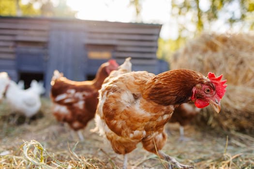 Free-range chickens on a farm at sunrise, organic poultry in a natural rural setting