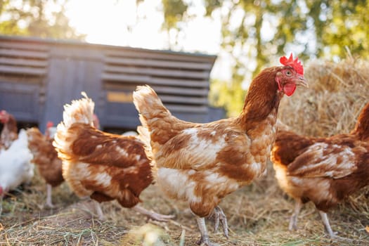Free-range chickens on a farm at sunrise, organic poultry in a natural rural setting