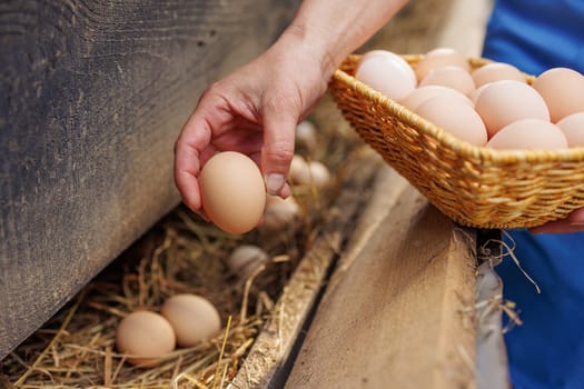 Farmer collecting fresh organic eggs from a nest into a wicker basket on a rural farm,