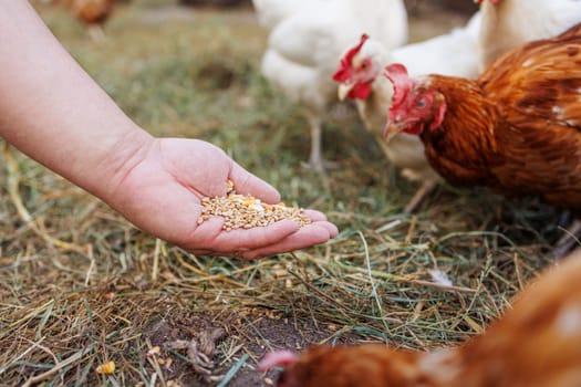 Farmer hand-feeding free-range chickens with organic grain on a rural farm,