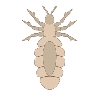 Detailed illustration of louse insect anatomy on white background.