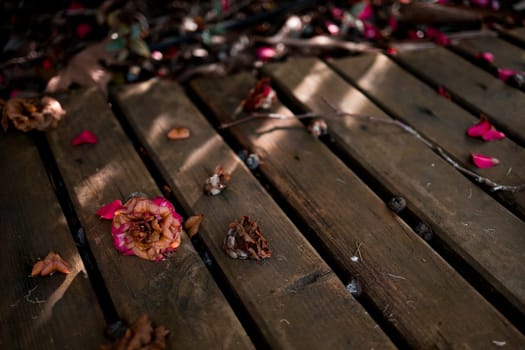 Weathered wooden planks with fallen camellia flowers and sunlit shadows.