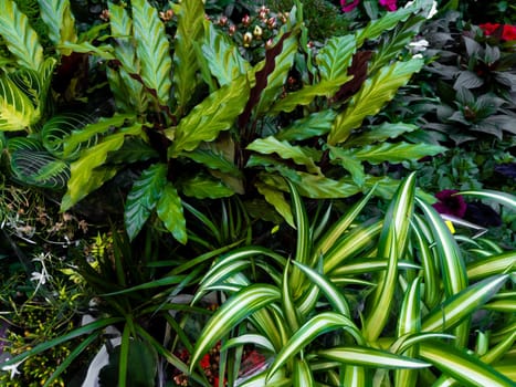 Vibrant green foliage with striped leaves and tropical plants in lush garden.