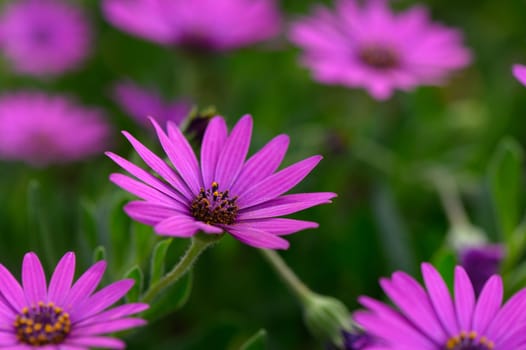 Bright purple daisies stand out amidst verdant foliage, their petals glistening in sunlight. The garden vibrates with life during a calm afternoon in spring, showcasing nature's beauty.