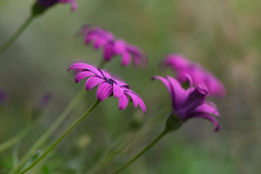 Delicate purple flowers bloom gracefully in a tranquil meadow, their petals dancing softly in the warm breeze, illuminated by the golden sunlight of a peaceful spring day.