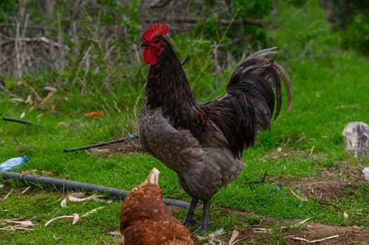 A vibrant rooster showcases its plumage in a natural setting as a hen forages for food in the lush grass.