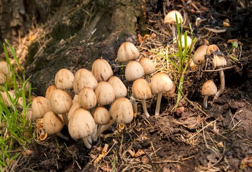 A cluster of mushrooms are located right next to a tree.