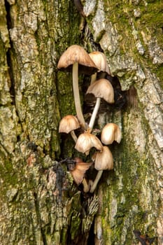 A small group of mushrooms are clustered on a tree.