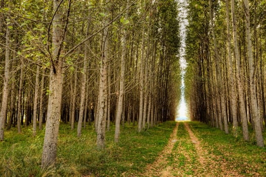 A small dirt road path leads through an orchard to the light beyond.