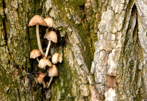 A small group of mushrooms are clustered on a tree.