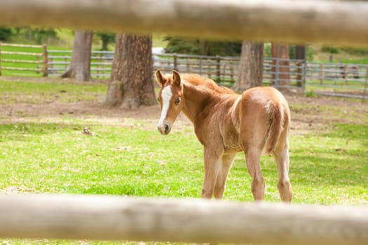 A small colt seen between the wooden fence in Hayden, Idaho.