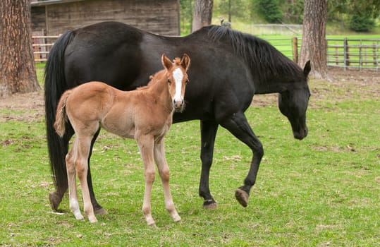 A little colt spends time next to an adult horse near Hayden, Idaho.
