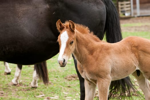A little colt spends time next to an adult horse near Hayden, Idaho.