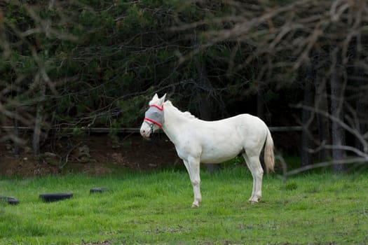 The side profile of a beautiful white horse in Hauser, Idaho.