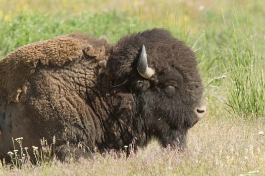 A closeup of a large buffalo at the National Elk and Bison Range in Montana