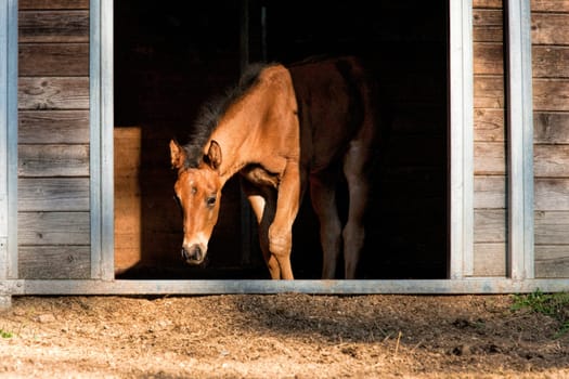 A small colt stands just inside of the small stables and at the edge of light near Hayden, Idaho.
