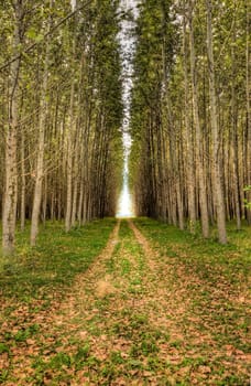 A small dirt road path leads through an orchard to the light beyond.