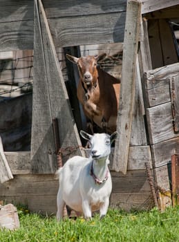 A couple of Boer goats near Hayden, Idaho. One in the grass and one in the shed.