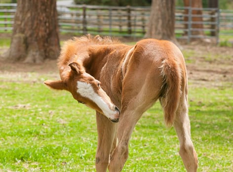 A small colt in a grassy field near Hayden, Idaho cleans itself.