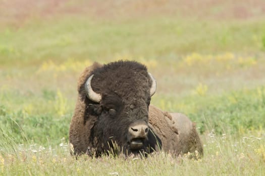 Large bison with big horns lays in the grass at the National Elk and Bison Range in Montana