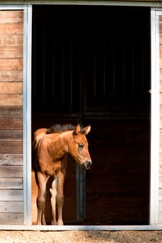 A small colt stands just inside of the small stables and at the edge of light near Hayden, Idaho.