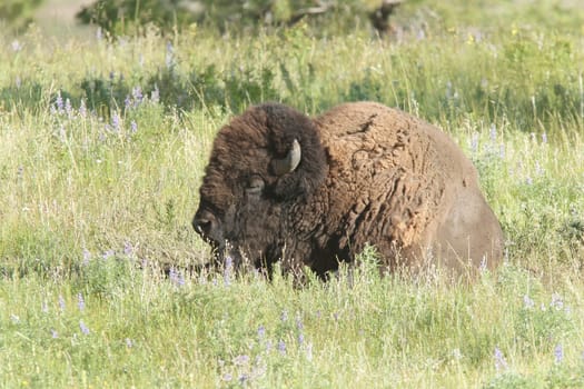 A large bison lays in the grass at the National Elk and Bison Range in Montana