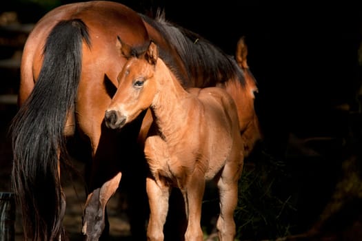 An emotional image of a colt standing next to its mother.