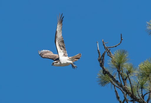 An Osprey takes off from a pine tree branch.