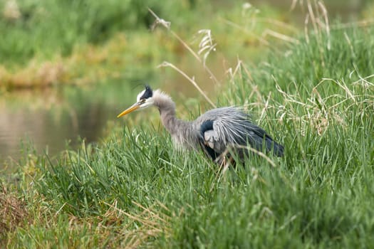 A side profile of a great blue heron in a wetlands area near Hauser Lake, Idaho.