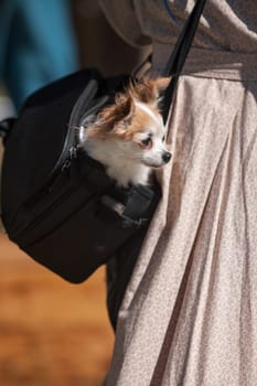 A small chihuahua pops its head out of a carry bag.