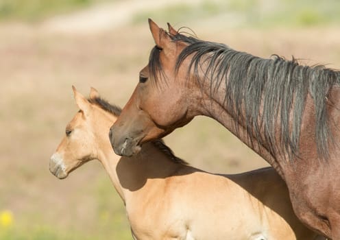 A horse and its colt in the field near Dixon, Montana.