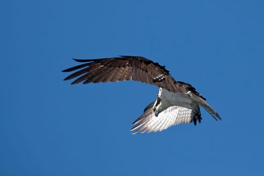 An osprey soars up in the bright blue sky above Fernan Lake in north Idaho searching for food.