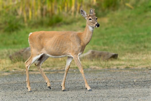 A white tailed deer walks in Heyburn state park in Idaho.